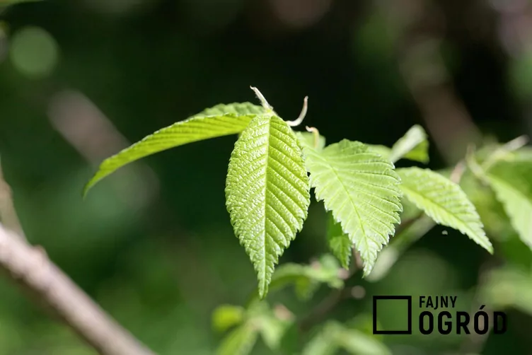 Wiąz amerykański - zdjęcie 5 Wiąz amerykański - zdjęcie 5