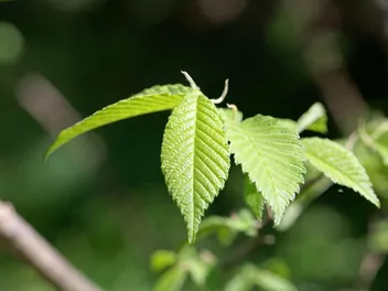 Wiąz amerykański - zdjęcie 5