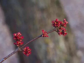Ilustracja rośliny wiąz czerwony