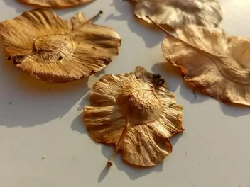 Wiąz czerwony - zdjęcie 2