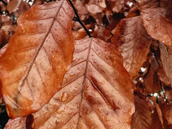 Wiąz czerwony - zdjęcie 3