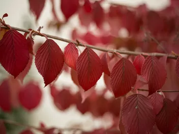 Wiąz czerwony - zdjęcie 4