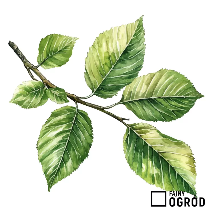 Wiąz czerwony - zdjęcie 5 Wiąz czerwony - zdjęcie 5