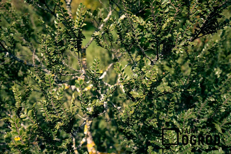 Wiąz drobnolistny 'Geisha'