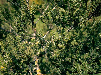 Ilustracja rośliny wiąz drobnolistny 'geisha'