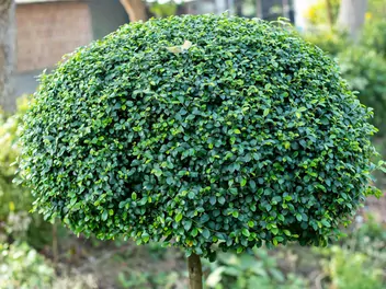 Wiąz drobnolistny 'Geisha' - zdjęcie 2