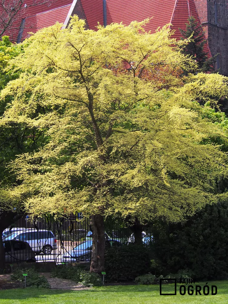 Wiąz drobnolistny 'Geisha'