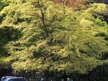 Wiąz drobnolistny 'Geisha' - zdjęcie 3