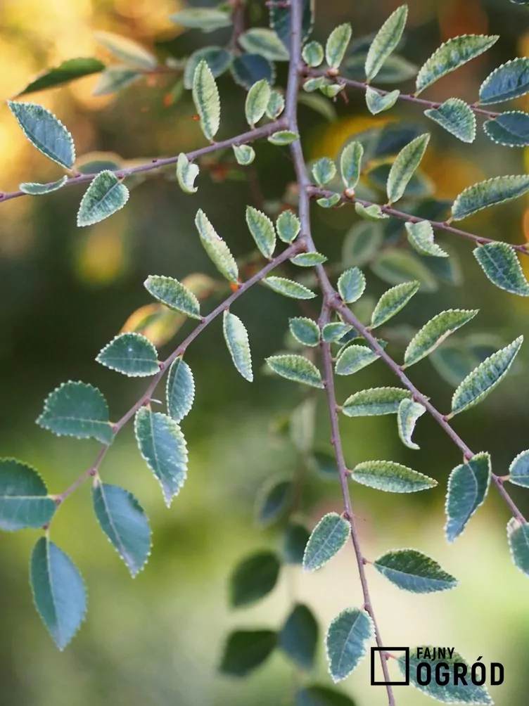 Wiąz drobnolistny 'Geisha'