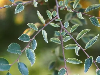 Wiąz drobnolistny 'Geisha' - zdjęcie 4