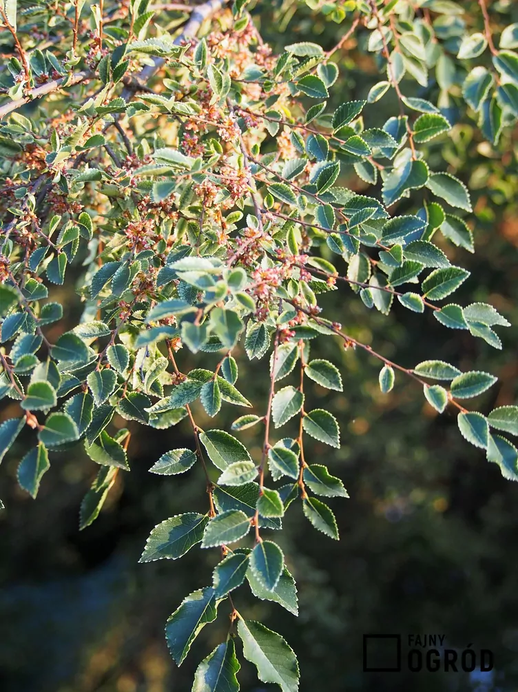 Wiąz drobnolistny 'Geisha' - zdjęcie 5