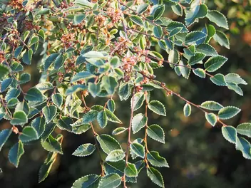 Wiąz drobnolistny 'Geisha' - zdjęcie 5