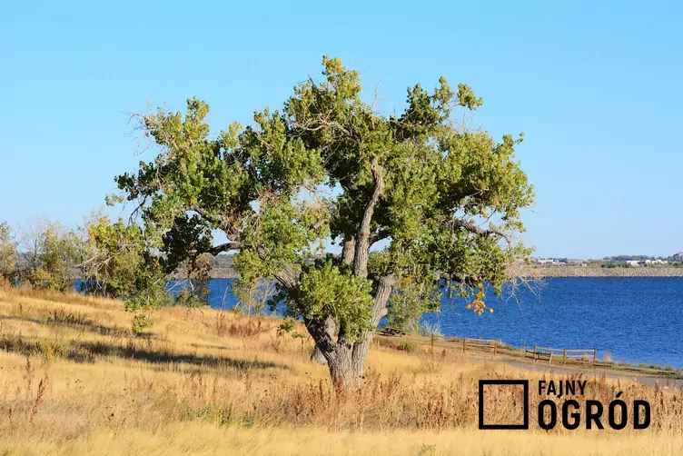 Topola bawełnista Topola bawełnista