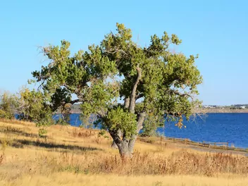 Topola amerykańska - zdjęcie 3