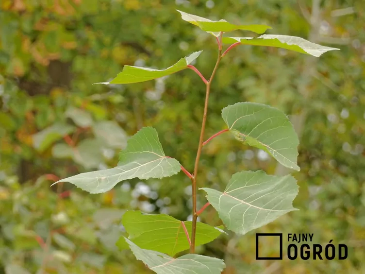 Topola amerykańska Topola amerykańska