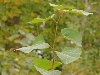 Topola amerykańska - zdjęcie 4