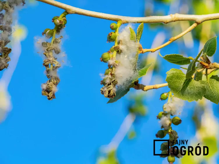 Topola amerykańska - zdjęcie 5 Topola amerykańska - zdjęcie 5