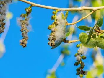 Topola amerykańska - zdjęcie 5