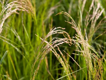 Ilustracja rośliny miłka abisyńska