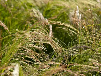 Miłka abisyńska - zdjęcie 2