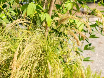 Miłka abisyńska - zdjęcie 3