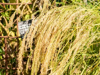 Miłka abisyńska - zdjęcie 4