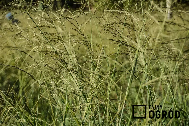 Miłka abisyńska - zdjęcie 5