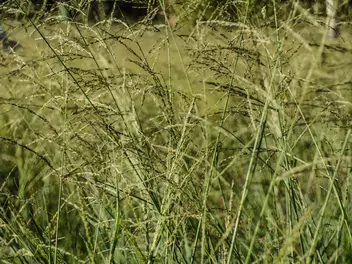 Miłka abisyńska - zdjęcie 5