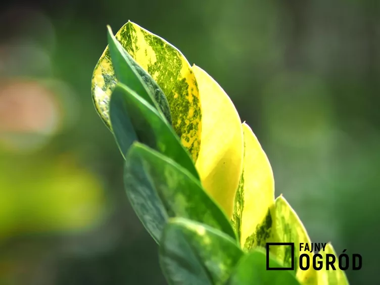 Zamiokulkas zamiolistny 'Lucky White'