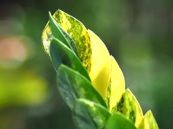 Ilustracja rośliny zamiokulkas zamiolistny 'lucky white'