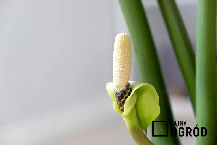 Zamiokulkas lucky white