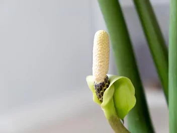 Zamiokulkas zamiolistny 'Lucky White' - zdjęcie 2