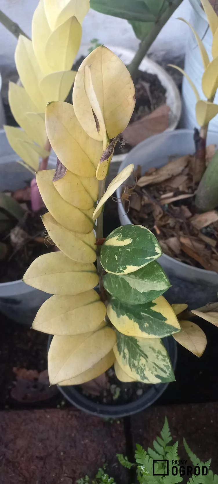 Zamiokulkas zamiolistny 'Lucky White'