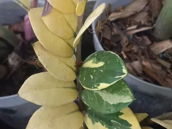 Zamiokulkas zamiolistny 'Lucky White' - zdjęcie 3