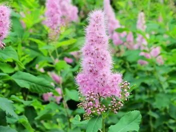 Zdjęcie ilustrujące tawuła billarda