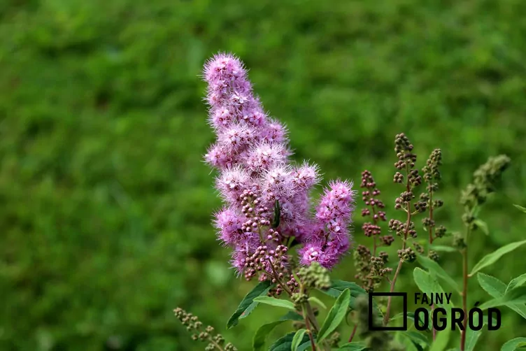 Tawuła nibywierzbolistna