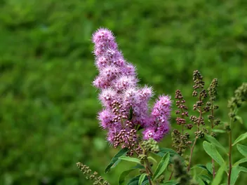 Tawuła Billarda - zdjęcie 3