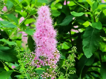 Tawuła Billarda - zdjęcie 4