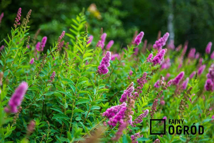 Tawuła Billarda - zdjęcie 5