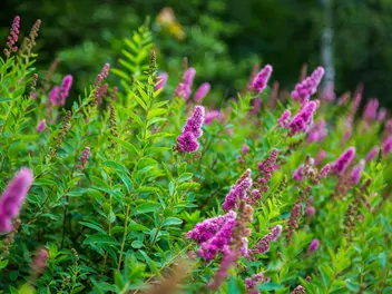 Tawuła Billarda - zdjęcie 5