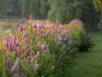 Tawuła Billarda - zdjęcie 2