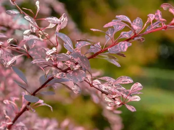 Berberys Thunberga 'Harlequin' - zdjęcie 2