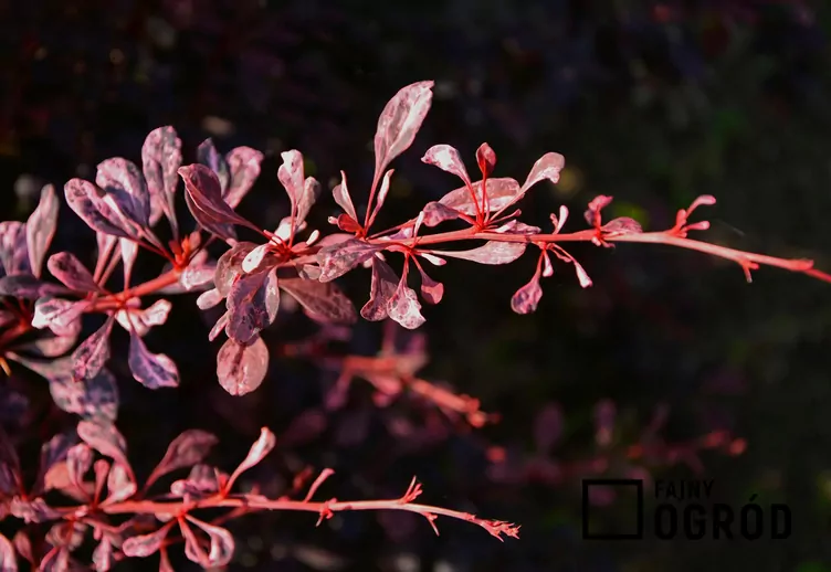 Berberys Thunberga 'Harlequin'