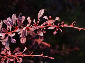 Berberys Thunberga 'Harlequin' - zdjęcie 3