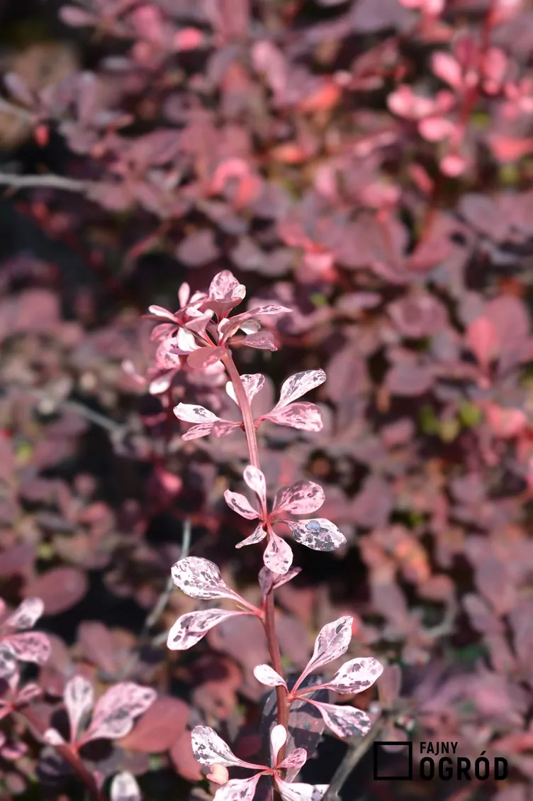 Berberys Thunberga 'Harlequin'