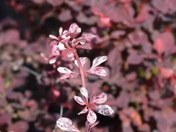 Berberys Thunberga 'Harlequin' - zdjęcie 4