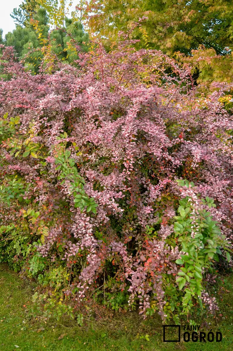 Berberys Thunberga 'Harlequin' - zdjęcie 5