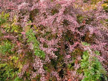 Berberys Thunberga 'Harlequin' - zdjęcie 5