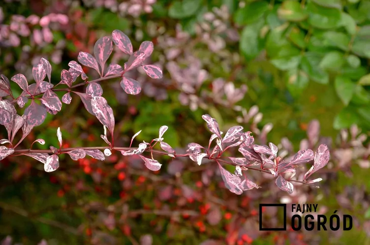 Berberys Thunberga 'Harlequin'