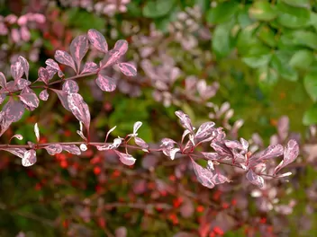 Ilustracja rośliny berberys thunberga 'harlequin'